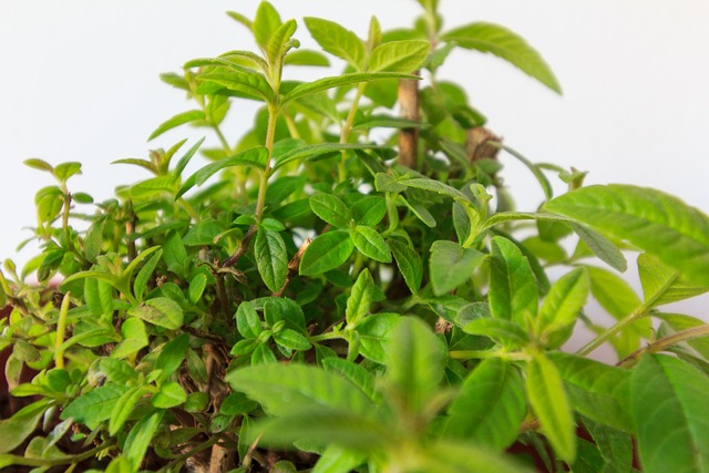 Aloisie trojlistá - Aloysia triphylla